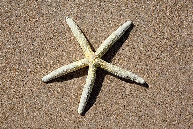 世嘉2021TGS节目将发布RPG新作 10月1日晚9点直播开始